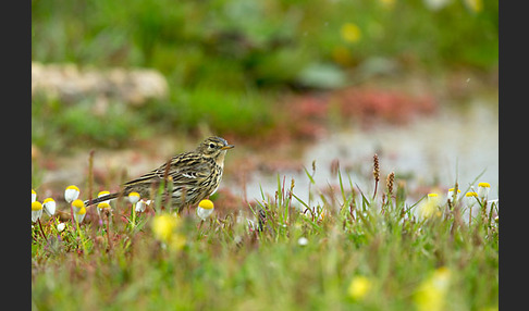 Wiesenpieper (Anthus pratensis)