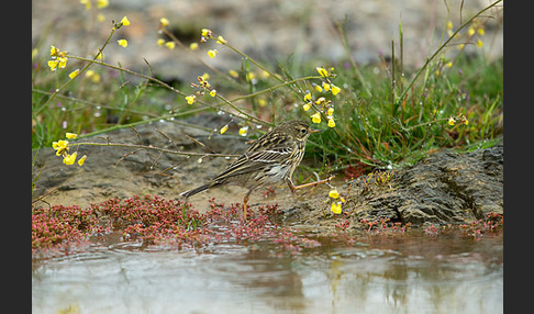 Wiesenpieper (Anthus pratensis)