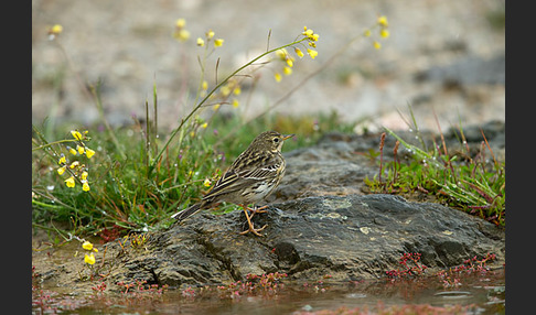 Wiesenpieper (Anthus pratensis)