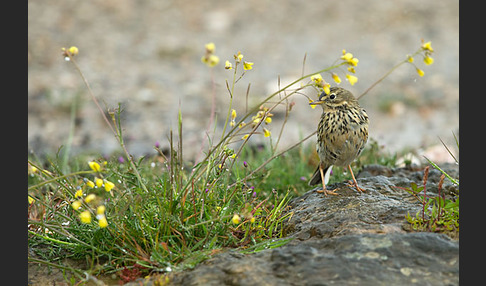 Wiesenpieper (Anthus pratensis)