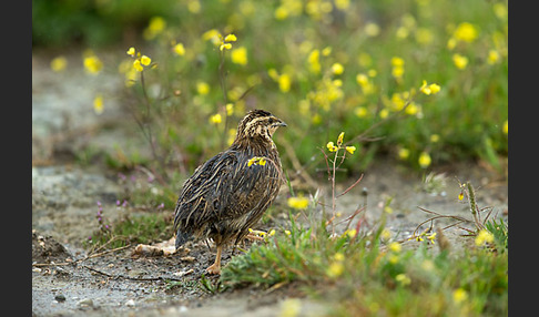 Wachtel (Coturnix coturnix)