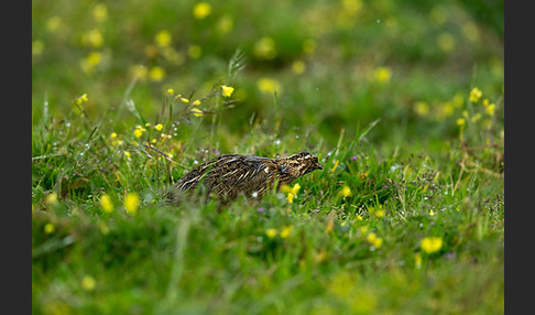 Wachtel (Coturnix coturnix)