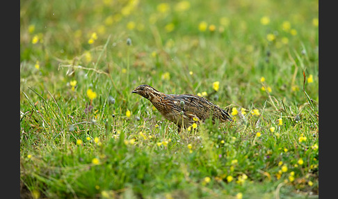 Wachtel (Coturnix coturnix)