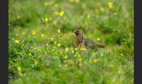 Wachtel (Coturnix coturnix)