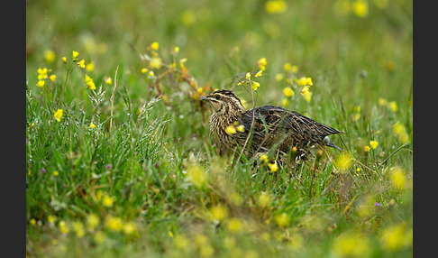 Wachtel (Coturnix coturnix)