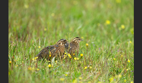 Wachtel (Coturnix coturnix)