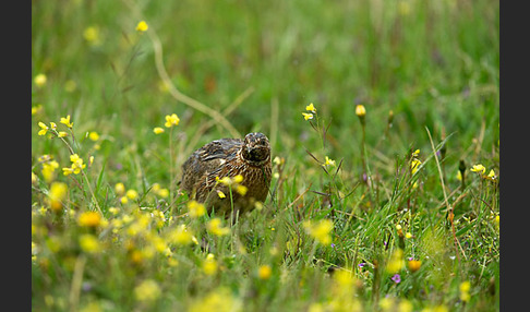 Wachtel (Coturnix coturnix)