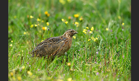 Wachtel (Coturnix coturnix)