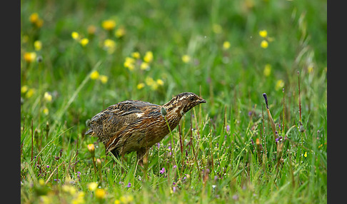 Wachtel (Coturnix coturnix)