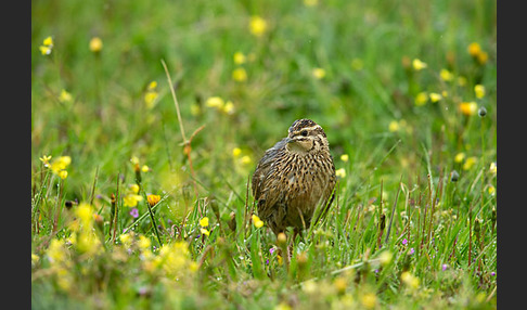 Wachtel (Coturnix coturnix)