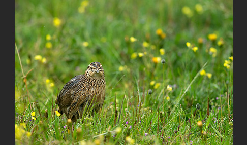 Wachtel (Coturnix coturnix)