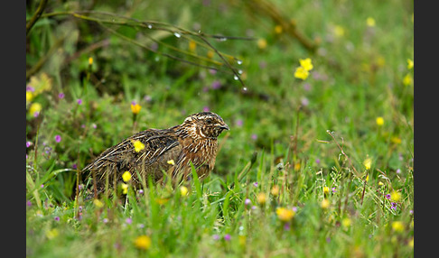 Wachtel (Coturnix coturnix)