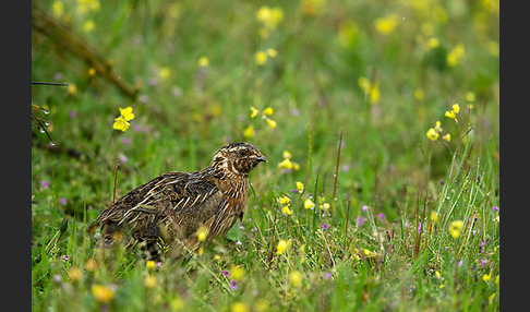 Wachtel (Coturnix coturnix)