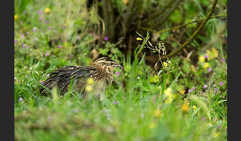 Wachtel (Coturnix coturnix)