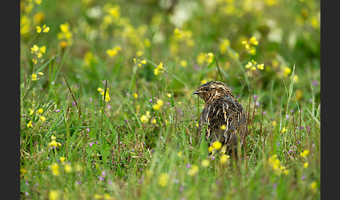 Wachtel (Coturnix coturnix)