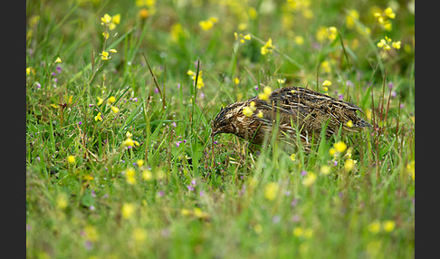 Wachtel (Coturnix coturnix)