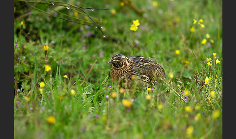 Wachtel (Coturnix coturnix)