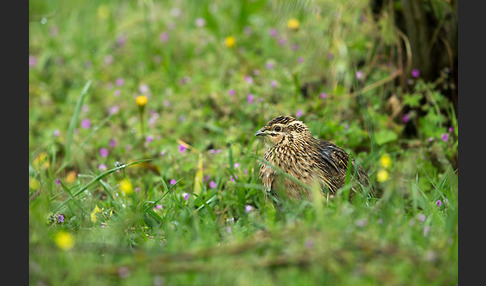 Wachtel (Coturnix coturnix)