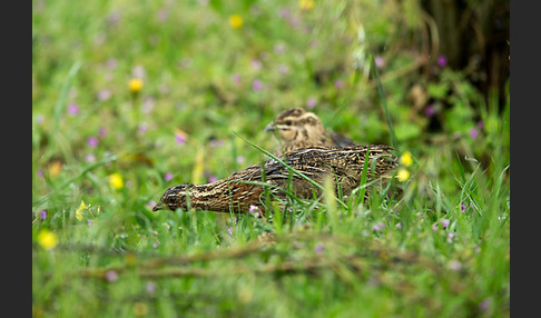 Wachtel (Coturnix coturnix)