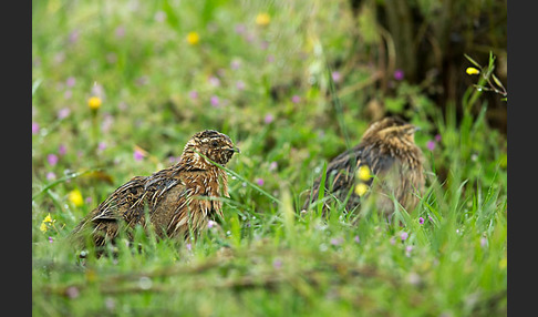 Wachtel (Coturnix coturnix)