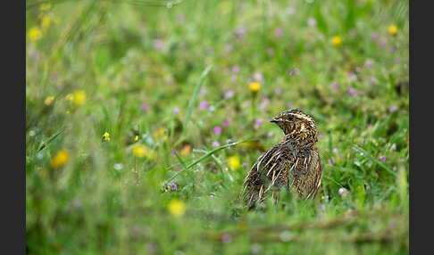 Wachtel (Coturnix coturnix)