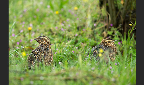Wachtel (Coturnix coturnix)