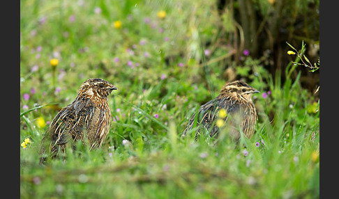 Wachtel (Coturnix coturnix)