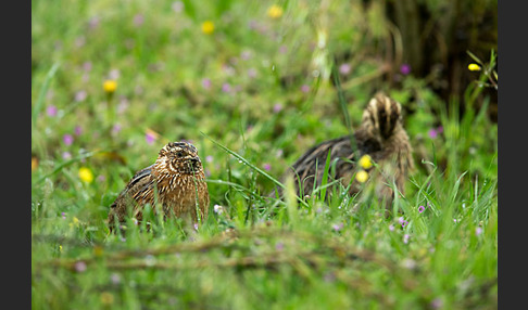 Wachtel (Coturnix coturnix)