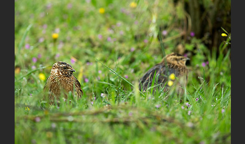 Wachtel (Coturnix coturnix)