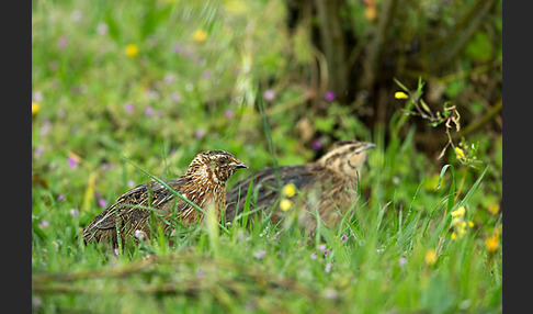 Wachtel (Coturnix coturnix)