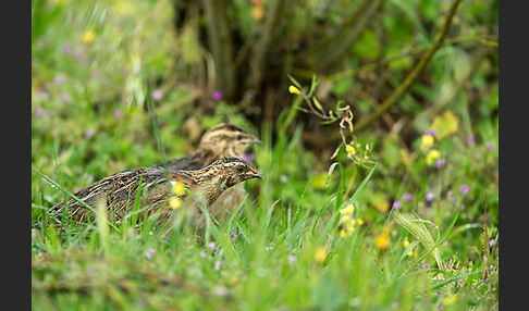 Wachtel (Coturnix coturnix)