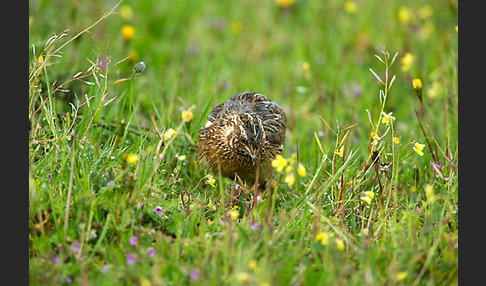 Wachtel (Coturnix coturnix)