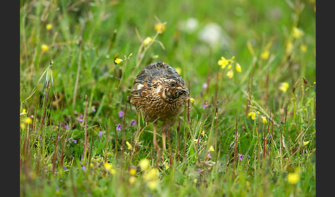 Wachtel (Coturnix coturnix)