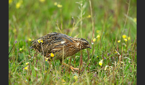 Wachtel (Coturnix coturnix)