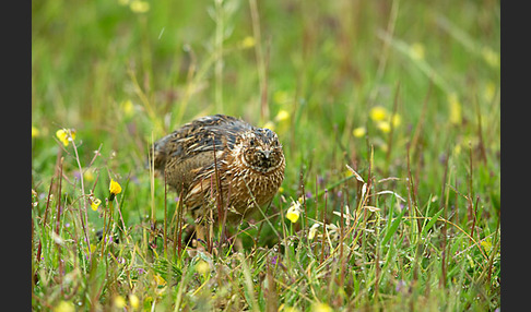 Wachtel (Coturnix coturnix)