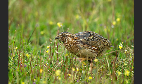 Wachtel (Coturnix coturnix)