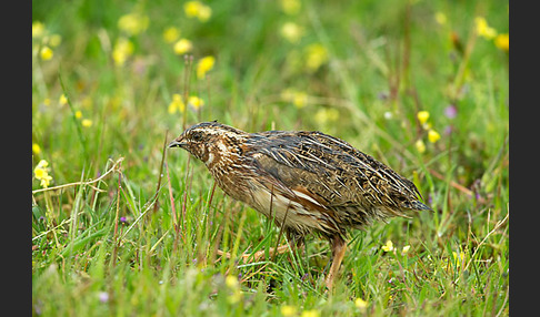 Wachtel (Coturnix coturnix)