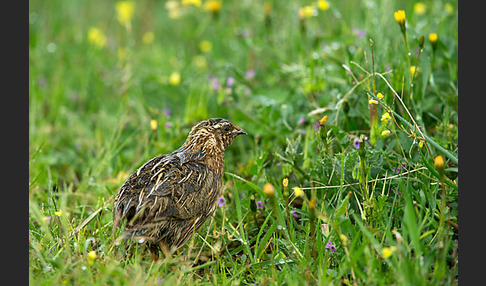 Wachtel (Coturnix coturnix)