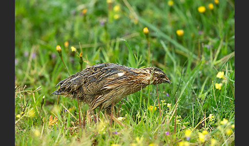 Wachtel (Coturnix coturnix)