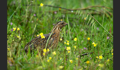 Wachtel (Coturnix coturnix)