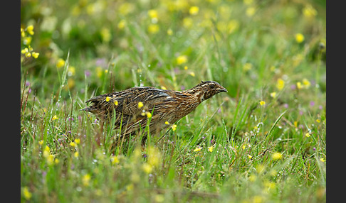 Wachtel (Coturnix coturnix)