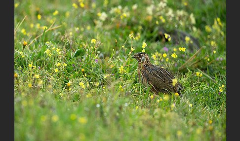 Wachtel (Coturnix coturnix)