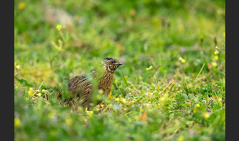 Wachtel (Coturnix coturnix)