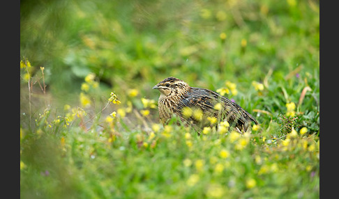 Wachtel (Coturnix coturnix)