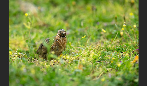 Wachtel (Coturnix coturnix)