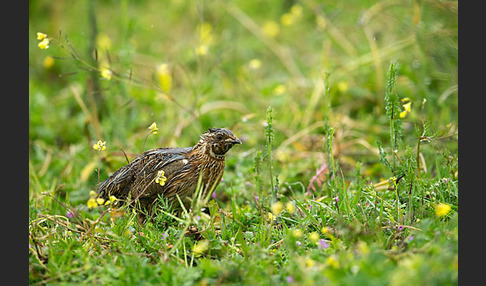 Wachtel (Coturnix coturnix)