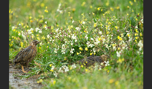 Wachtel (Coturnix coturnix)