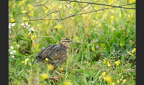 Wachtel (Coturnix coturnix)