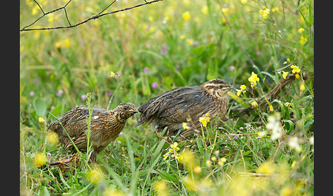 Wachtel (Coturnix coturnix)