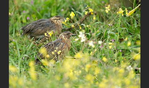 Wachtel (Coturnix coturnix)